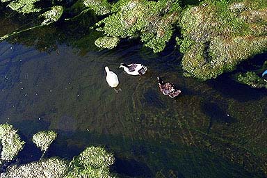Pato Blanco, Pata Negra, y Pato Blanco y Negro