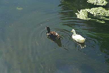 Pato Blanco detr&aacute;s de Pata Negra