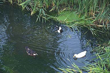 Pasando el d&iacute;a, tan ricamente