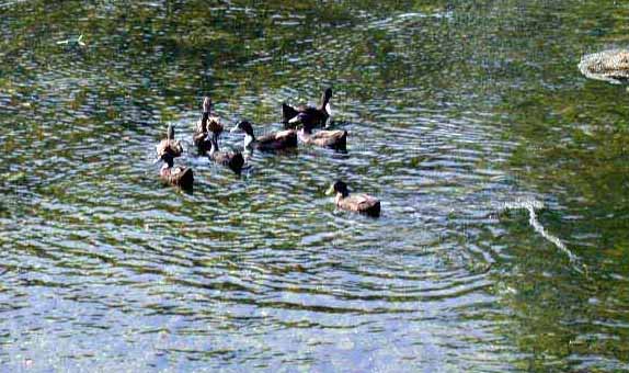 Cuadrilla de puente arriba