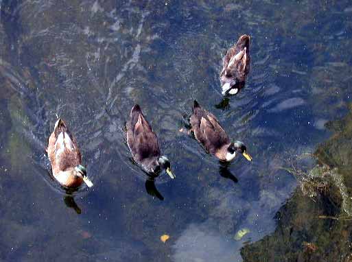 Cuadrilla de puente abajo