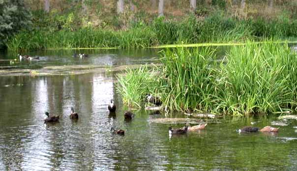 De tres hemos pasado a treinta y tres.